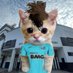 gatinho santista (@gatosantistasfc) Twitter profile photo gatinho santista (@gatosantistasfc) Twitter profile photo