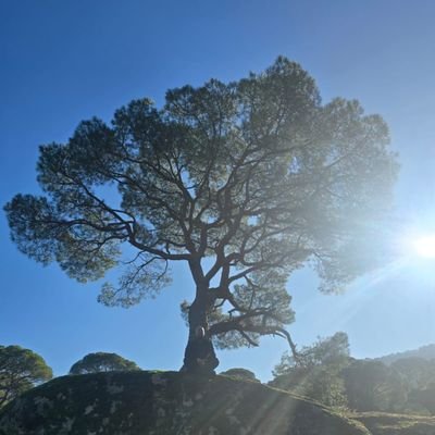 kimdracul's profile picture.