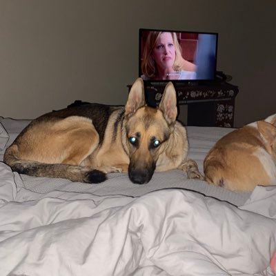 DMoo1986's profile picture. Just a blue collar dog trying to make it in this world. 🇺🇸