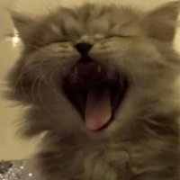 cecilia (@ciccelia) 's Twitter Profile Photo cecilia (@ciccelia) 's Twitter Profile Photo