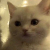drshrimp126 (@tryhardtobs) 's Twitter Profile