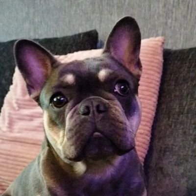 DianeFrodsham4's profile picture. 🇬🇧
Onward, Christian soldiers !
No DMs Please