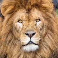 Akim Kongolo (@akimkgl) 's Twitter Profile