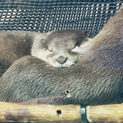 くろき(◜௰◝)📷 Profile