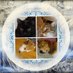 GreyCats&HoundDogs (@greycatlady) Twitter profile photo GreyCats&HoundDogs (@greycatlady) Twitter profile photo