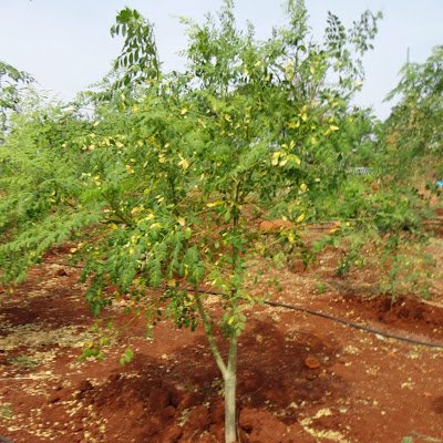 AfreenZareeen's profile picture. 