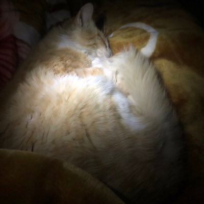 A Zater cat needs treatment, eating and drinking every day please help me to stay alive
