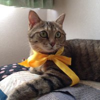 ふわふわ猫柳@読書 (@neko_dokusho) Twitter profile photo