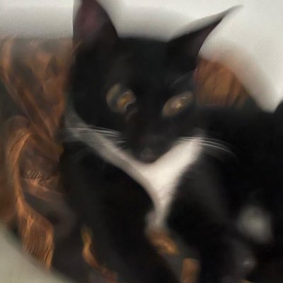 sisizaizai's profile picture. por mim !!