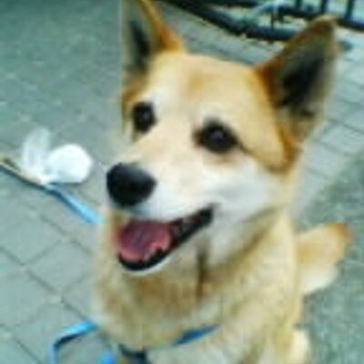 きむち シャトレーゼのまずいケーキでストレス発散しようと せめてショートケーキはプレミアムにしてみたけれど Http T Co O2y4ykfzvs