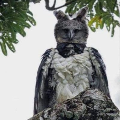 RudraDionisio's profile picture. 