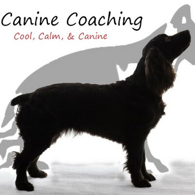 Canine Coaching (@Canine_Coaching) | Twitter Canine Coaching (@Canine_Coaching) | Twitter