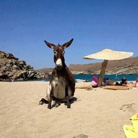 γαϊδούρι (@anarchistdonkey) 's Twitter Profile Photo γαϊδούρι (@anarchistdonkey) 's Twitter Profile Photo