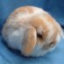 LepusFren (@lepusfren) Twitter profile photo LepusFren (@lepusfren) Twitter profile photo