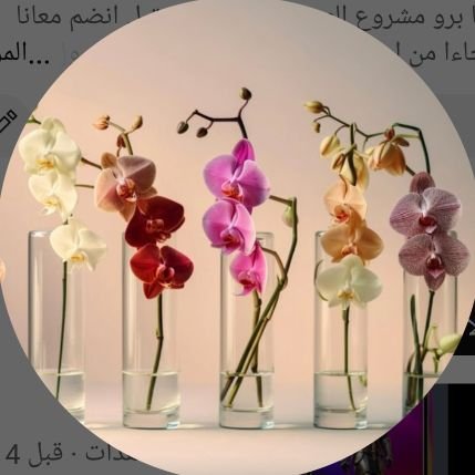 HawaMoh73198's profile picture. احب تعلم كل ماهو جديد في العملات الرقمية