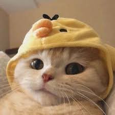 duckkit1484438's profile picture. An engineer’s mumbling 🖥️🌙