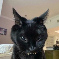 percy (@percsgotm3stiff) 's Twitter Profile