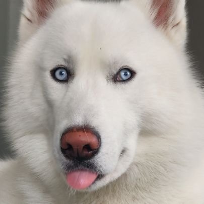 mlCrassus ⚖️ Profile
