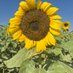 🌻🌻🌻 (@krita6602274) Twitter profile photo
