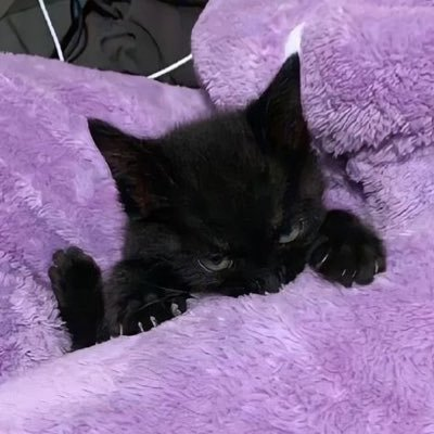 seaballcat's profile picture. 꽃구멍