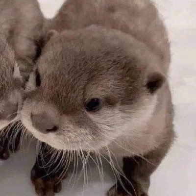 hmrhdshark's profile picture. ࣪⠀ ִ ۫ ּ ֗ ִ ۪ ⊹ yugyeom and jho luvr  ִ ֗ ִ ۫ ⊹ ᳝ ࣪⠀.