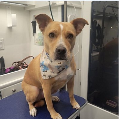 Nicig1Nicole's profile picture. 