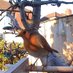 Neil (@birdcampics) Twitter profile photo Neil (@birdcampics) Twitter profile photo
