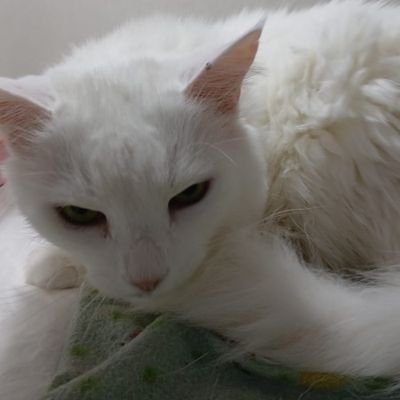 pacoquitaita's profile picture. 