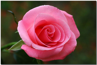 언제나 긍정적인 마음으로 세상을 사랑하기.정직하게 살기