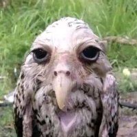 MouseChip (@thatmarioluigi) 's Twitter Profile