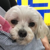 JohnnyB Korea (@johnnyb500) 's Twitter Profile