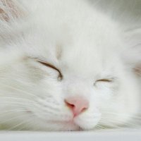MV-P (@anisonp01) Twitter profile photo