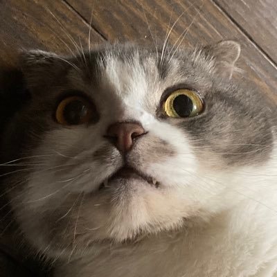 Sylvvさんのプロフィール画像