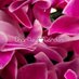 Chartley❦Garden (@chartleygarden) Twitter profile photo Chartley❦Garden (@chartleygarden) Twitter profile photo