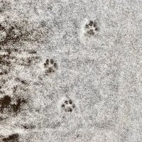 M5z (@m5z0x) 's Twitter Profile