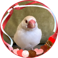 𝐌𝐨𝐟𝐦𝐨𝐟🎁 (@whitejavafinch) 's Twitter Profile