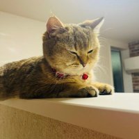 癒し猫むぎちゃんねる (@0pmehws0ahtro4d) 's Twitter Profile