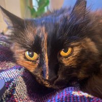 Birdie (@birdie_the_cat) 's Twitter Profile Photo