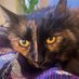 Birdie (@birdie_the_cat) Twitter profile photo Birdie (@birdie_the_cat) Twitter profile photo