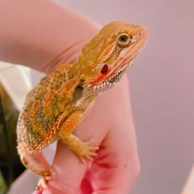 展示めぐり。絵買い。はちゅ飼い。独身をこじらせている整形外科医。87年倉敷うまれ。フォロリクお気軽にどうぞ。月ノ出画廊の中の人。FB:月ノ出 画廊、インスタ:moonrise_gallery 、X: @tsukinodegarou