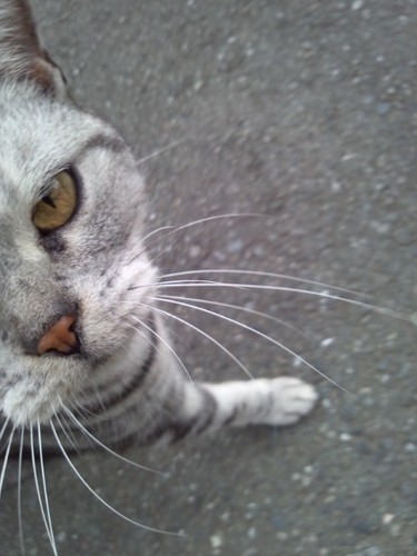 yoshiakih's profile picture. 