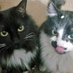 Mookie🌈, Fuzz & Fiddy's Mom (@annin328) Twitter profile photo Mookie🌈, Fuzz & Fiddy's Mom (@annin328) Twitter profile photo