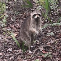 TurtleJJuggler102 (@jugglemcjuggle) 's Twitter Profile