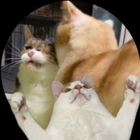 きなぽっチョスᐠ( ᐛ )ᐟよしこ (@kinako_nyaon) 's Twitter Profile Photo きなぽっチョスᐠ( ᐛ )ᐟよしこ (@kinako_nyaon) 's Twitter Profile Photo