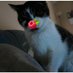 Alfie the Cat (@matthewsummors) Twitter profile photo Alfie the Cat (@matthewsummors) Twitter profile photo