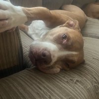 Amari Gaston (@amarigaston2) 's Twitter Profile