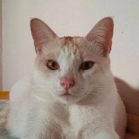 𝘕𝘦𝘭𝘭 (@napatnell) 's Twitter Profile Photo 𝘕𝘦𝘭𝘭 (@napatnell) 's Twitter Profile Photo