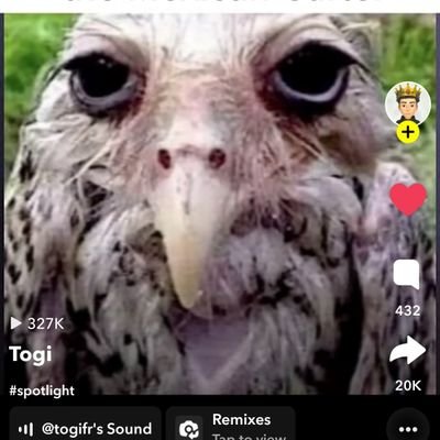 PabloC26918's profile picture. a fucking ded frog