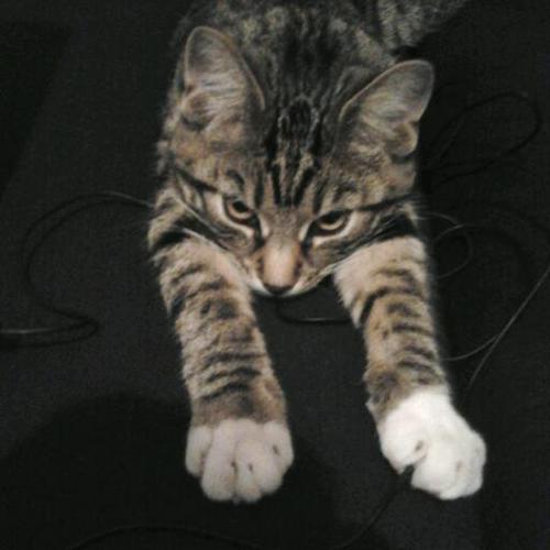 Gratz_pl's profile picture. 