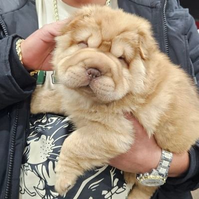 $sasha is a Chinese sharpei who loves the solana blockchain